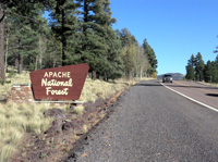 Road leading into the Apache National Forest.