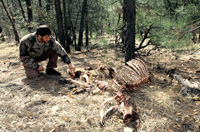 Biolgist looking at a cow elk carcass.