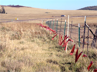 Fences that mark grazing borders in Arizona.
