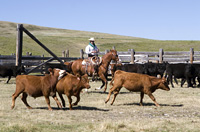Cattle being herded by a rancher.