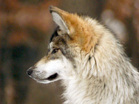 A Mexican gray wolf looking off in the distance.
