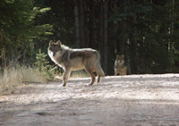 Two wolves on a road.